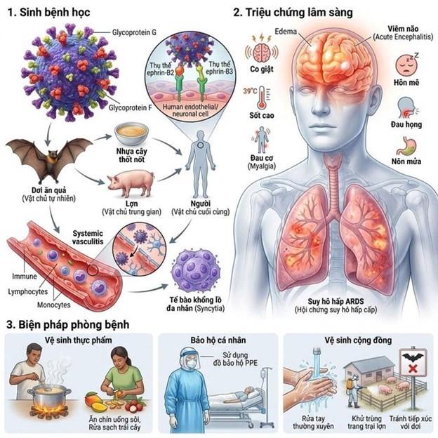 Chủ động phòng ngừa Vi-rút Nipah (NiV)
