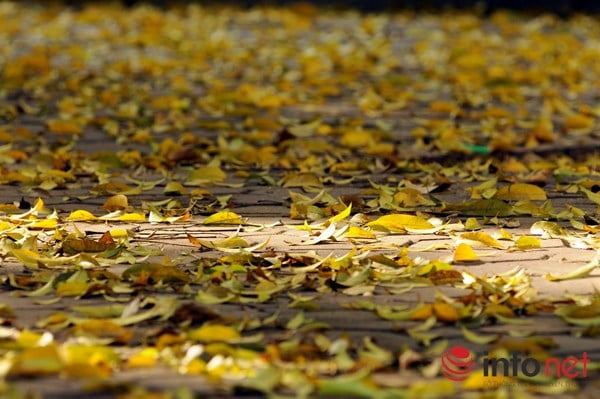 Hà Nội đẹp dịu dàng mùa lá rụng